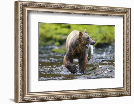 Brown Bear Catching Sockeye Salmon in Alaska-Paul Souders-Framed Photographic Print