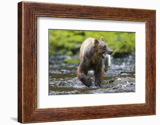 Brown Bear Catching Sockeye Salmon in Alaska-Paul Souders-Framed Photographic Print