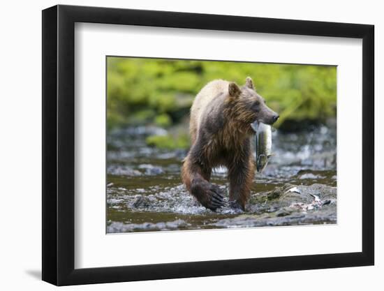 Brown Bear Catching Sockeye Salmon in Alaska-Paul Souders-Framed Photographic Print