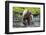 Brown Bear Catching Sockeye Salmon in Alaska-Paul Souders-Framed Photographic Print