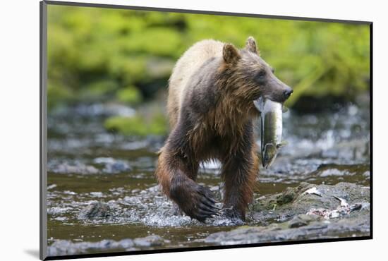 Brown Bear Catching Sockeye Salmon in Alaska-Paul Souders-Mounted Photographic Print
