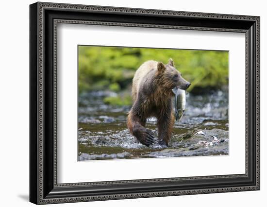 Brown Bear Catching Sockeye Salmon in Alaska-Paul Souders-Framed Photographic Print