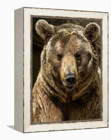 Brown Bear Close-Up Shot-NejroN Photo-Framed Premier Image Canvas