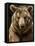 Brown Bear Close-Up Shot-NejroN Photo-Framed Premier Image Canvas