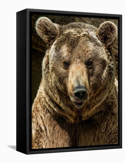 Brown Bear Close-Up Shot-NejroN Photo-Framed Premier Image Canvas