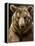Brown Bear Close-Up Shot-NejroN Photo-Framed Premier Image Canvas