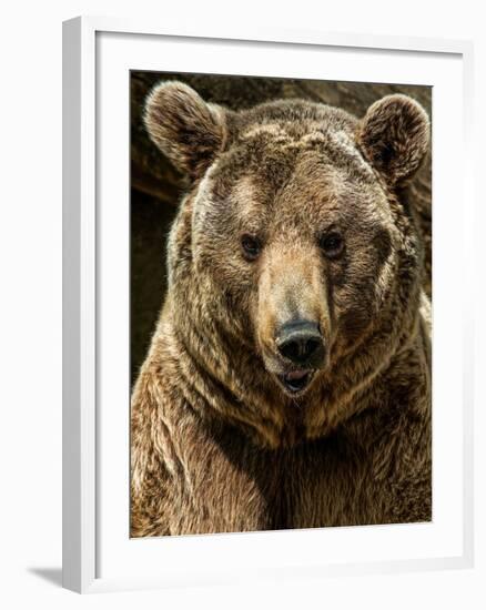 Brown Bear Close-Up Shot-NejroN Photo-Framed Premium Photographic Print