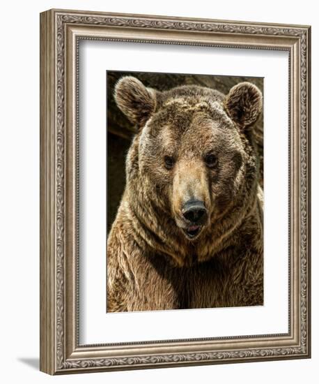 Brown Bear Close-Up Shot-NejroN Photo-Framed Photographic Print