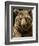 Brown Bear Close-Up Shot-NejroN Photo-Framed Photographic Print