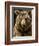 Brown Bear Close-Up Shot-NejroN Photo-Framed Photographic Print