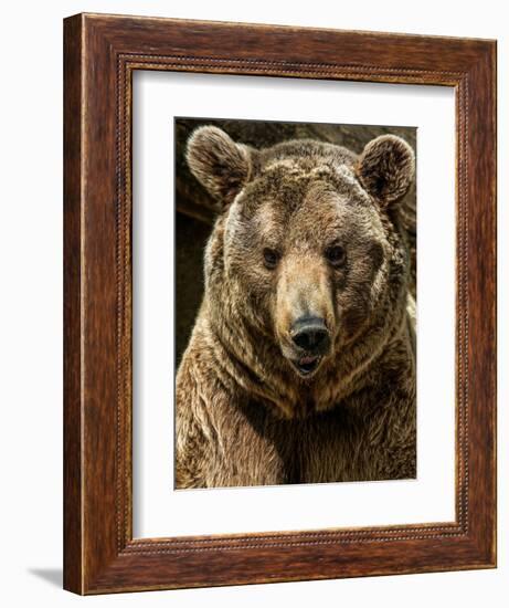 Brown Bear Close-Up Shot-NejroN Photo-Framed Photographic Print