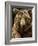 Brown Bear Close-Up Shot-NejroN Photo-Framed Photographic Print