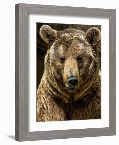 Brown Bear Close-Up Shot-NejroN Photo-Framed Photographic Print