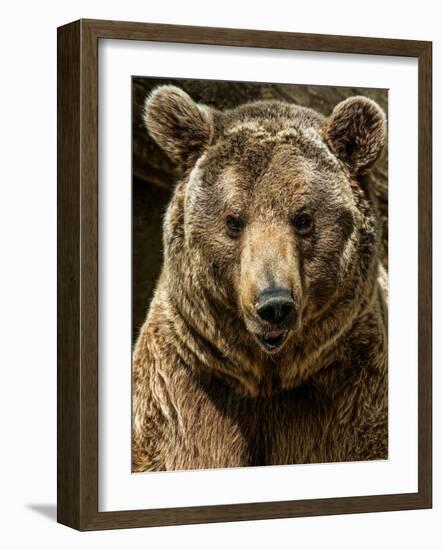 Brown Bear Close-Up Shot-NejroN Photo-Framed Photographic Print