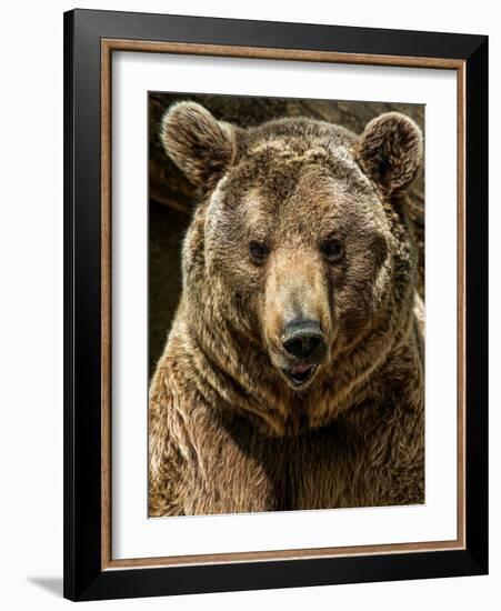 Brown Bear Close-Up Shot-NejroN Photo-Framed Photographic Print