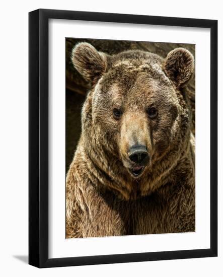 Brown Bear Close-Up Shot-NejroN Photo-Framed Photographic Print