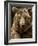 Brown Bear Close-Up Shot-NejroN Photo-Framed Photographic Print
