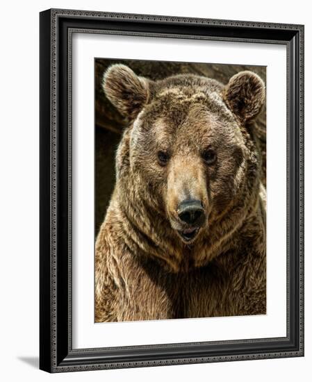 Brown Bear Close-Up Shot-NejroN Photo-Framed Photographic Print