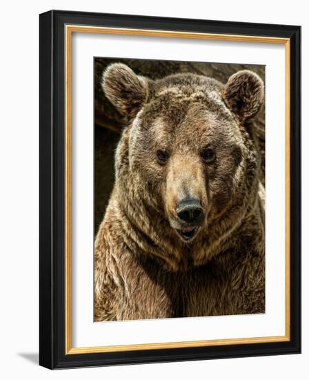 Brown Bear Close-Up Shot-NejroN Photo-Framed Photographic Print