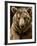 Brown Bear Close-Up Shot-NejroN Photo-Framed Photographic Print