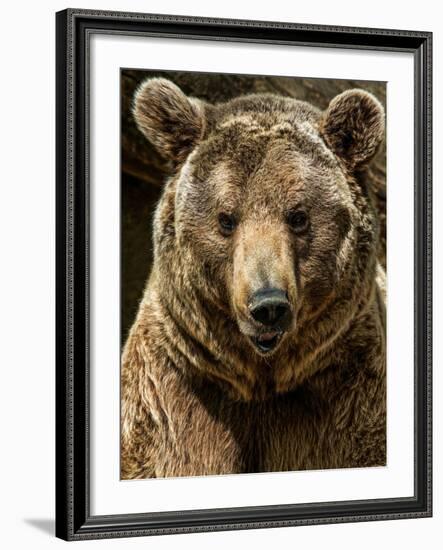 Brown Bear Close-Up Shot-NejroN Photo-Framed Photographic Print