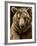 Brown Bear Close-Up Shot-NejroN Photo-Framed Photographic Print