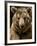 Brown Bear Close-Up Shot-NejroN Photo-Framed Photographic Print