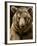 Brown Bear Close-Up Shot-NejroN Photo-Framed Photographic Print