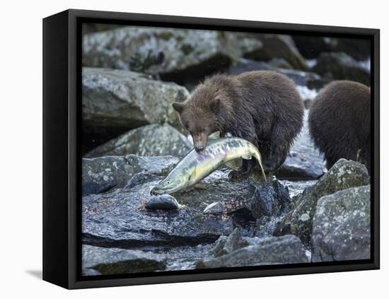 Brown Bear Cub and Huge Salmon, Katmai National Park, Alaska-Paul Souders-Framed Premier Image Canvas