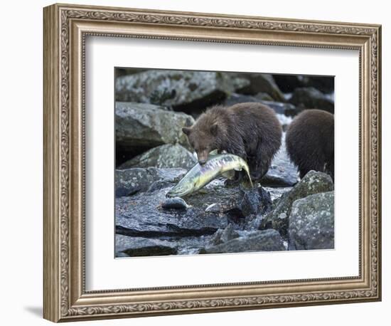 Brown Bear Cub and Huge Salmon, Katmai National Park, Alaska-Paul Souders-Framed Photographic Print