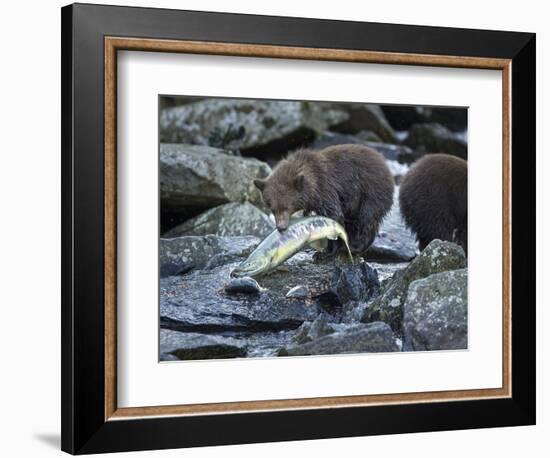 Brown Bear Cub and Huge Salmon, Katmai National Park, Alaska-Paul Souders-Framed Photographic Print