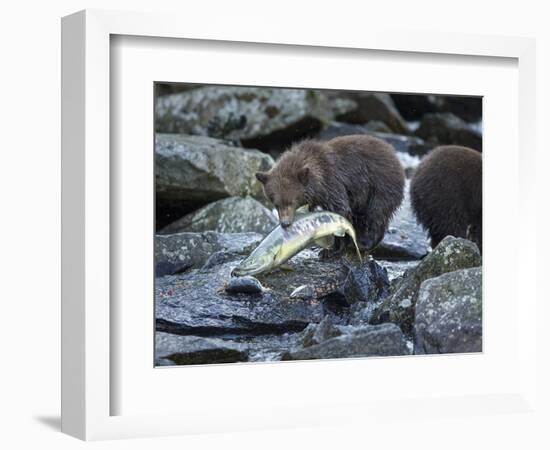 Brown Bear Cub and Huge Salmon, Katmai National Park, Alaska-Paul Souders-Framed Photographic Print