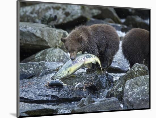 Brown Bear Cub and Huge Salmon, Katmai National Park, Alaska-Paul Souders-Mounted Photographic Print