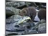 Brown Bear Cub and Huge Salmon, Katmai National Park, Alaska-Paul Souders-Mounted Photographic Print