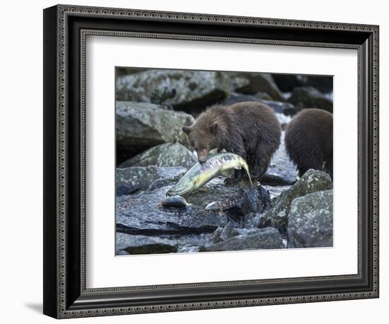 Brown Bear Cub and Huge Salmon, Katmai National Park, Alaska-Paul Souders-Framed Photographic Print