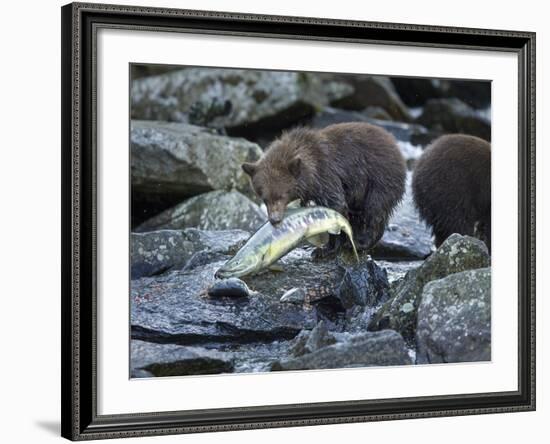 Brown Bear Cub and Huge Salmon, Katmai National Park, Alaska-Paul Souders-Framed Photographic Print