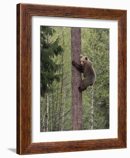 Brown bear cub climbing tree, Kainuu, Finland-Jussi Murtosaari-Framed Photographic Print