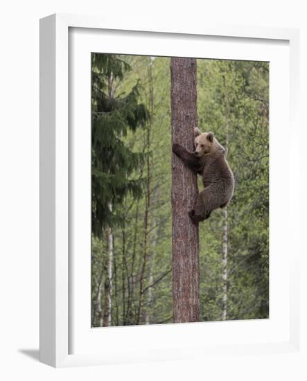 Brown bear cub climbing tree, Kainuu, Finland-Jussi Murtosaari-Framed Photographic Print