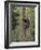 Brown bear cub climbing tree, Kainuu, Finland-Jussi Murtosaari-Framed Photographic Print