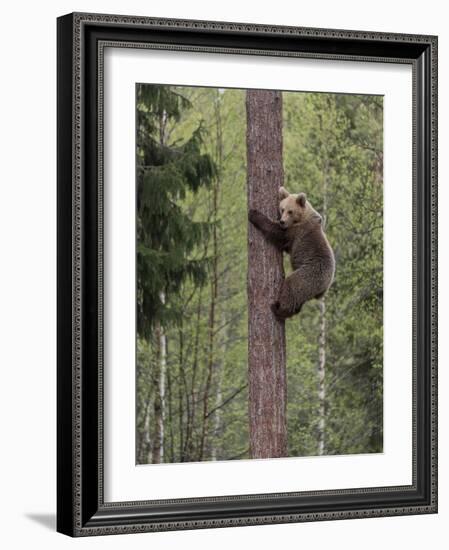 Brown bear cub climbing tree, Kainuu, Finland-Jussi Murtosaari-Framed Photographic Print