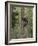 Brown bear cub climbing tree, Kainuu, Finland-Jussi Murtosaari-Framed Photographic Print