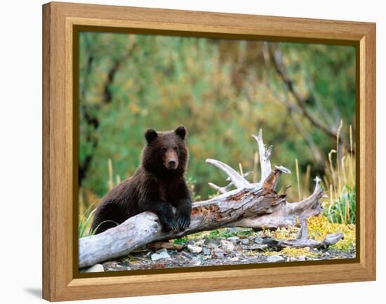 Brown Bear Cub in Katmai National Park, Alaska, USA-Dee Ann Pederson-Framed Premier Image Canvas