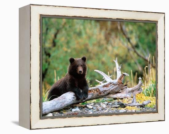 Brown Bear Cub in Katmai National Park, Alaska, USA-Dee Ann Pederson-Framed Premier Image Canvas