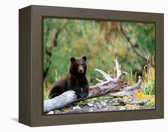 Brown Bear Cub in Katmai National Park, Alaska, USA-Dee Ann Pederson-Framed Premier Image Canvas