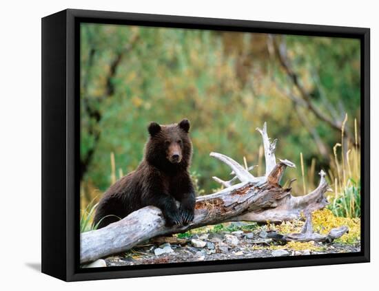 Brown Bear Cub in Katmai National Park, Alaska, USA-Dee Ann Pederson-Framed Premier Image Canvas