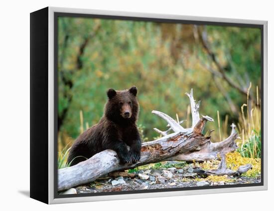Brown Bear Cub in Katmai National Park, Alaska, USA-Dee Ann Pederson-Framed Premier Image Canvas