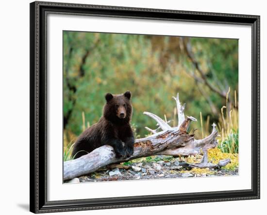 Brown Bear Cub in Katmai National Park, Alaska, USA-Dee Ann Pederson-Framed Photographic Print