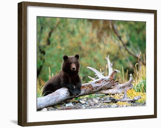 Brown Bear Cub in Katmai National Park, Alaska, USA-Dee Ann Pederson-Framed Photographic Print