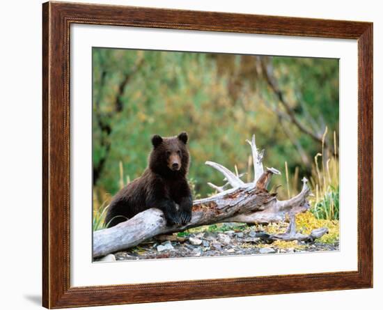 Brown Bear Cub in Katmai National Park, Alaska, USA-Dee Ann Pederson-Framed Photographic Print