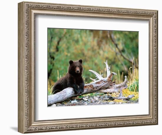 Brown Bear Cub in Katmai National Park, Alaska, USA-Dee Ann Pederson-Framed Photographic Print